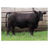 K M J MS IMPACT D349