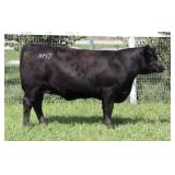 K M J MS SFORCE D354