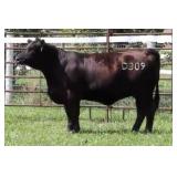 K M J MS ROBUST D309