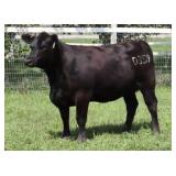 K M J MS SFORCE D359