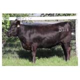 K M J MS SFORCE D361