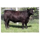 K M J MS SFORCE D317