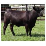 K M J MS SFORCE D330