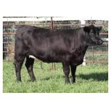 K M J MS SFORCE D306