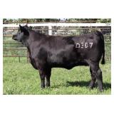 K M J MS SFORCE D307