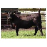 K M J MS NATIONAL D322