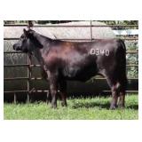 K M J MS SFORCE D340