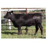 K M J MS SFORCE D345