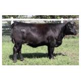 K M J MS SFORCE D350