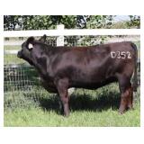 K M J MS VELOCITY D352