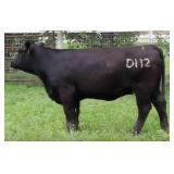 K M J MS SFORCE D112