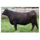 K M J MS SUNRISE C238