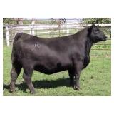 K M J MS PLATINUM D203