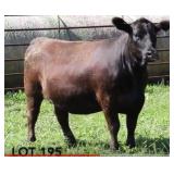 K M J MS PROPHET D205