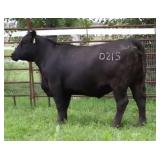 K M J MS PLATINUM D215