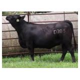 K M J MS SFORCE D305