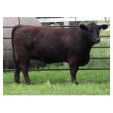 K M J MS ROBUST D314