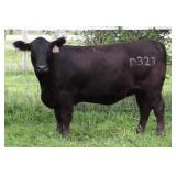 K M J MS ROBUST D323