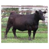 K M J MS VELOCITY D333