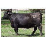 K M J MS IN FOCUS D219