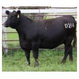 K M J MS DELGADO D216