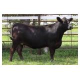 K M J MS NATIONAL D328