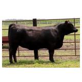 K M J MS Prophet D303