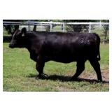 K M J MS Robust D336