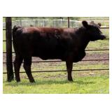 K M J MS SFORCE D103