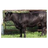 K M J MS SFORCE D315