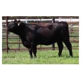 K M J MS ROBUST D319