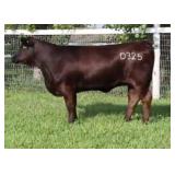 K M J MS SFORCE D325