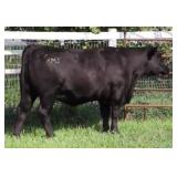 K M J MS SFORCE D326