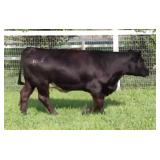 K M J MS SFORCE D343