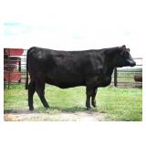 K M J MS Prophet D303