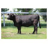 K M J MS Robust D336