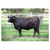 K M J MS SFORCE D110