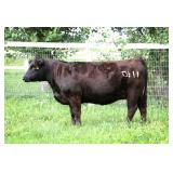 K M J MS SFORCE D111