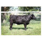 K M J MS SFORCE D346