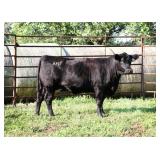 K M J MS SFORCE D354