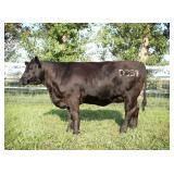 K M J MS SFORCE D359