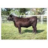 K M J MS UPGRADE D109