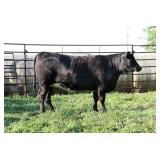 K M J MS SFORCE D306