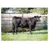 K M J MS SFORCE D307