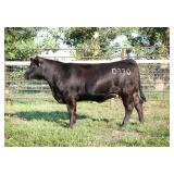 K M J MS SFORCE D330