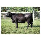 K M J MS SFORCE D350