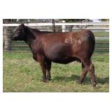 K M J MS BLACK JACK C346