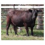 K M J MS DOMINO C357