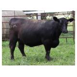 K M J MS PROPHET C236