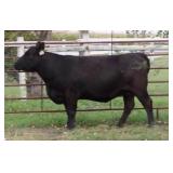 K M J MS BLACK JACK C341